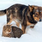 10 Tips to Keep Your Pet Safe & Warm in Cold Weather