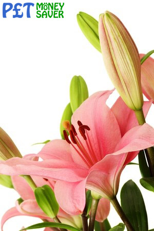 Lilies