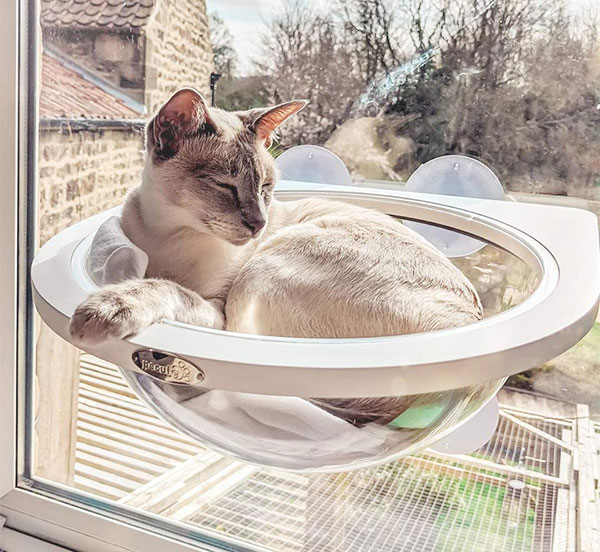 Pecute Window Cat Bubble Bed