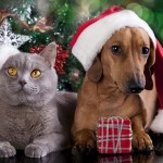 Christmas and Pets – Keeping them Safe