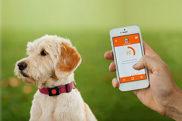 PitPat Dog Activity Monitor