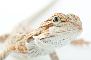 Pet Insurance for Lizards, Tortoises and other Reptiles