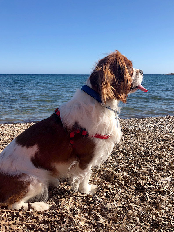 Dog Beaches for First Timers | PetMoneySaver