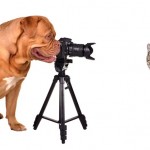 9 Essential Tips to Take Better Photos of Your Pet