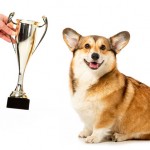 Tips for Your First Dog Show or Competition