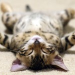 Why Do Cats Sleep So Much?