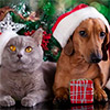 Christmas and Pets – Keeping them Safe