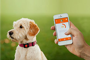 5 of the Hottest Smart Pet Products