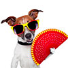 How to Keep Your Pet Cool on Hot Days