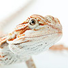 Pet Insurance for Small & Exotic Pets
