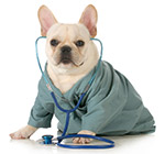 Compare Pet Insurance